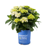 Load image into Gallery viewer, Hydrangea, Grin and Tonic #3