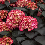 Load image into Gallery viewer, Hydrangea, Eclipse #3