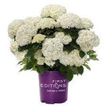 Load image into Gallery viewer, Hydrangea, FlowerFull #3