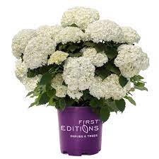 Hydrangea, FlowerFull #3