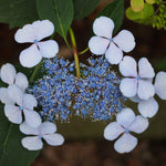 Load image into Gallery viewer, Hydrangea, Blue Billow #3