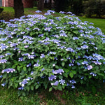 Load image into Gallery viewer, Hydrangea, Blue Billow #3