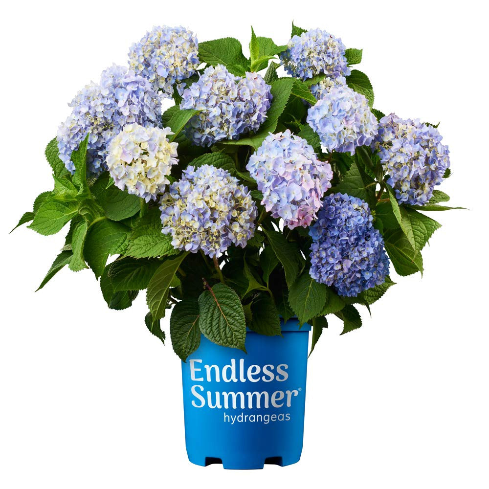 Hydrangea, Endless Summer #7 – Greenwood Creek Nursery
