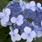 Load image into Gallery viewer, Hydrangea, Endless Summer, Twist-n-Shout #3