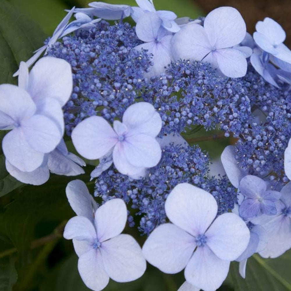Hydrangea, Endless Summer, Twist-n-Shout #3