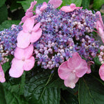 Load image into Gallery viewer, Hydrangea, Endless Summer, Twist-n-Shout #3