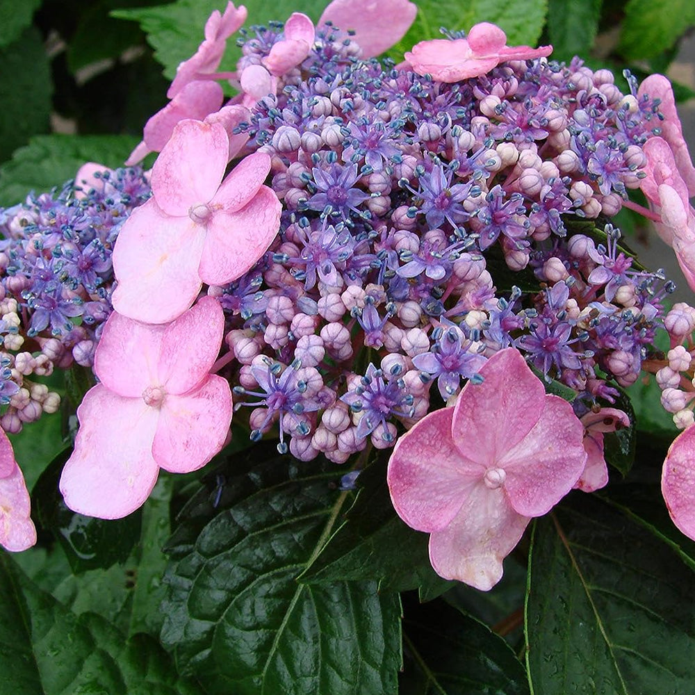 フラワー・ガーデニング thtrjrtj Hydrangea, Endless Summer, Twist-n-Shout #3 – Greenwood Creek Nursery