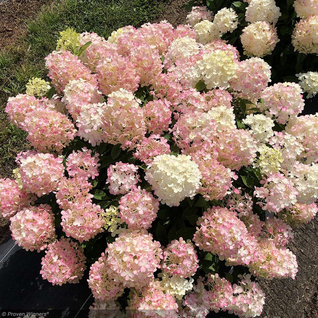 Hydrangea, Fire Light Tidbit #7 – Greenwood Creek Nursery
