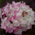 Load image into Gallery viewer, Hydrangea, Fire Light Tidbit #2