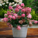 Load image into Gallery viewer, Hydrangea, Fire Light #7