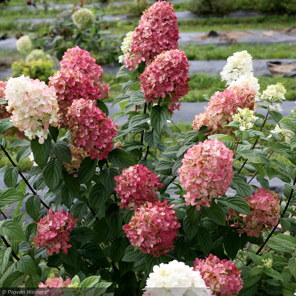 Hydrangea, Fire Light #7