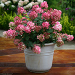 Load image into Gallery viewer, Hydrangea, Fire Light #3