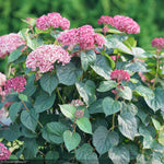 Load image into Gallery viewer, Hydrangea, Invincibelle, Garnetta #3