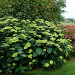 Load image into Gallery viewer, Hydrangea, Invincibelle, Sublime #3