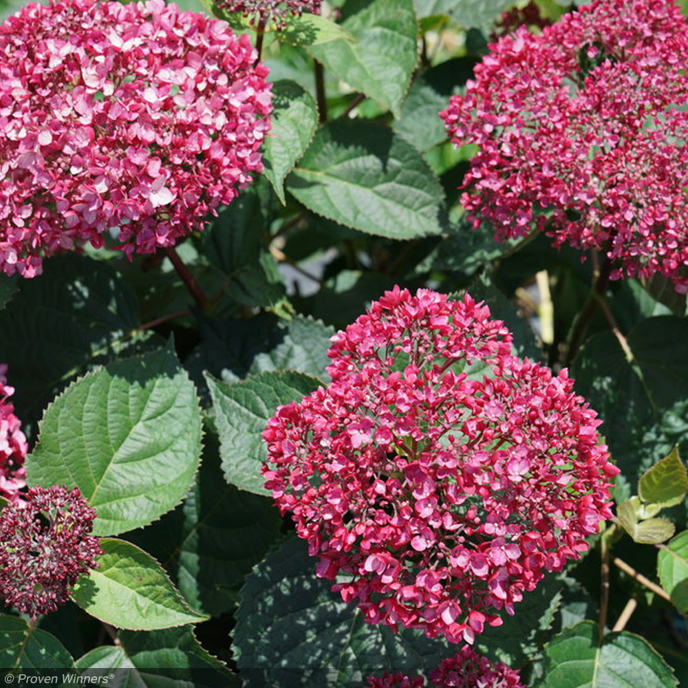 Hydrangea, Invincibelle, Garnetta #3 – Greenwood Creek Nursery