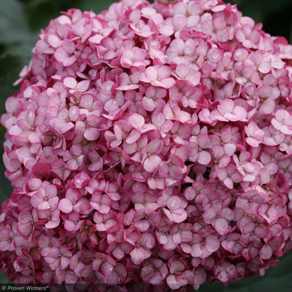 Hydrangea, Invincibelle, Mini Mauvette #3