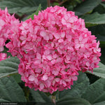 Load image into Gallery viewer, Hydrangea, Invincibelle, Ruby #7