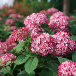 Load image into Gallery viewer, Hydrangea, Invincibelle, Ruby #7