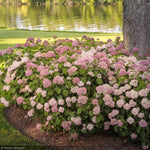 Load image into Gallery viewer, Hydrangea, Invincibelle Spirit II #3