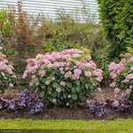 Load image into Gallery viewer, Hydrangea, Invincibelle Spirit II #3