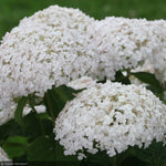 Load image into Gallery viewer, Hydrangea, Invincibelle, Wee White #2