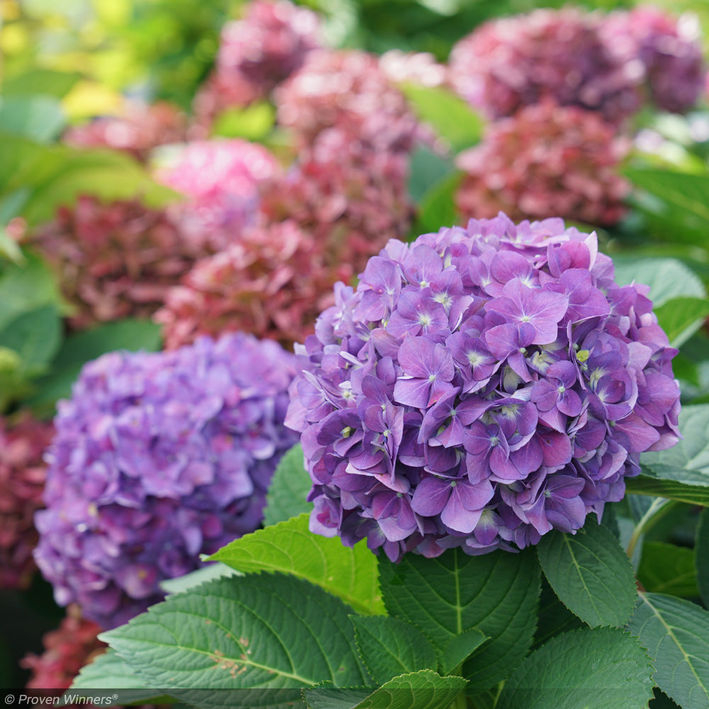 Hydrangea, Let's Dance, Arriba #3