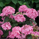 Load image into Gallery viewer, Hydrangea, Let's Dance, Can Do #3