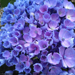 Load image into Gallery viewer, Hydrangea, Let's Dance, Rhythmic Blue #3