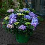 Load image into Gallery viewer, Hydrangea, Let's Dance, Rhythmic Blue #3