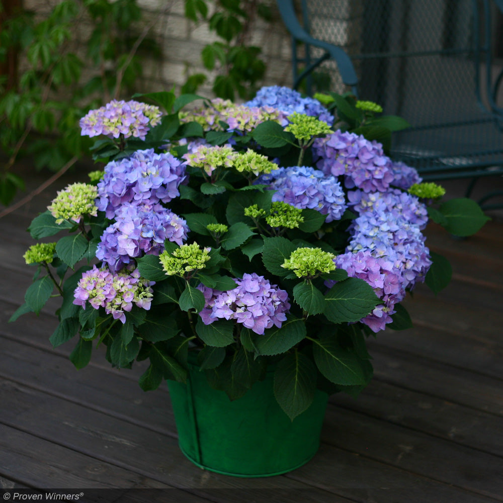 Hydrangea, Let's Dance, Rhythmic Blue #3