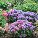 Load image into Gallery viewer, Hydrangea, Let's Dance Lovable #3
