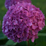 Load image into Gallery viewer, Hydrangea, Let's Dance Rave #2
