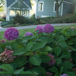 Load image into Gallery viewer, Hydrangea, Let's Dance Rave #2