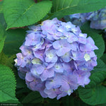 Load image into Gallery viewer, Hydrangea, Let's Dance Sky View #3