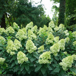 Load image into Gallery viewer, Hydrangea, Limelight Prime #10 PT
