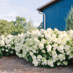 Load image into Gallery viewer, Hydrangea, Little Hottie #3