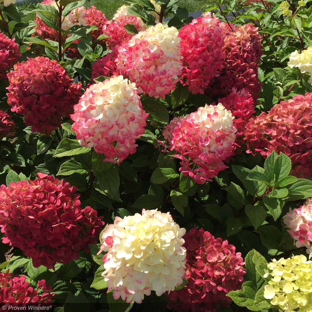 Hydrangea, Little Lime Punch #3 – Greenwood Creek Nursery