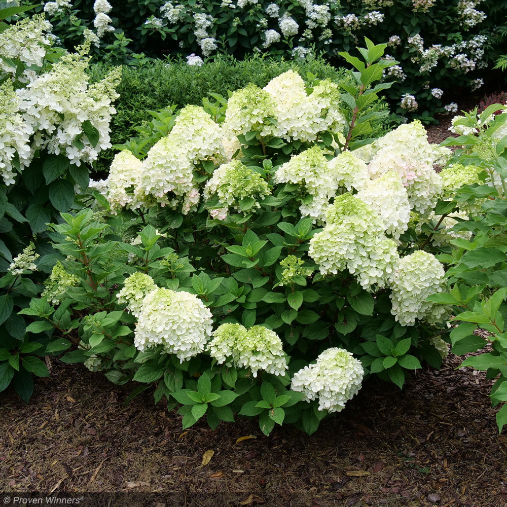 Hydrangea, Little Lime Punch #3 – Greenwood Creek Nursery