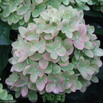 Load image into Gallery viewer, Hydrangea, Little Lime #7