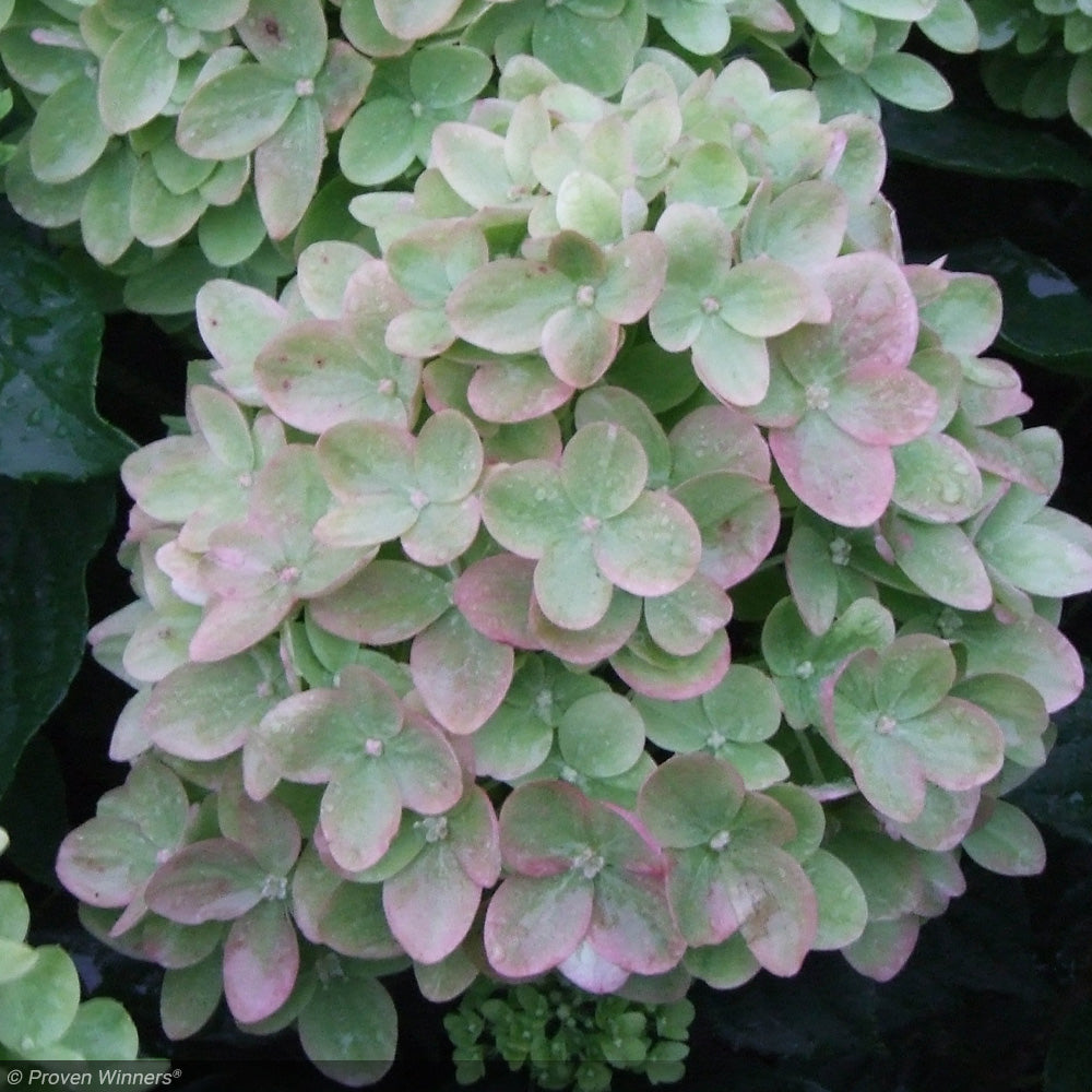 Hydrangea, Little Lime #7