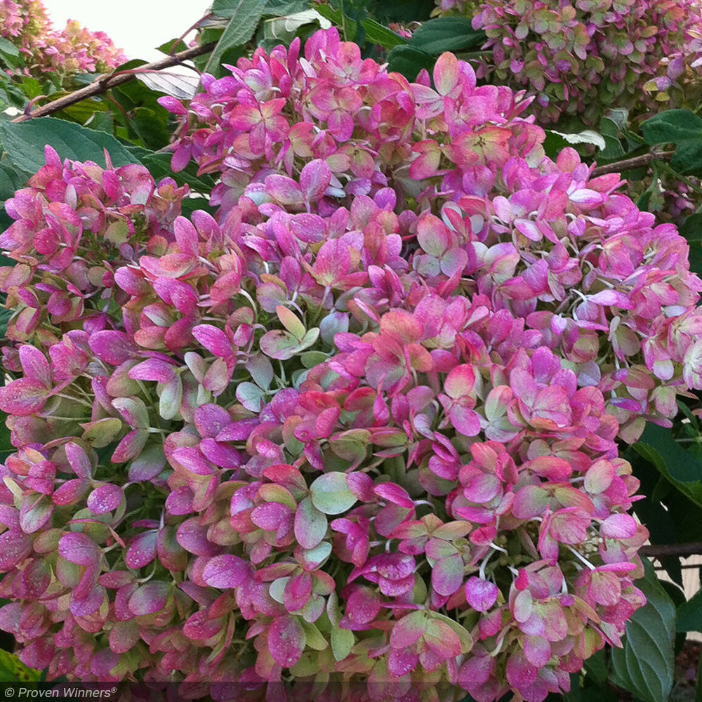 Hydrangea, Little Lime #3