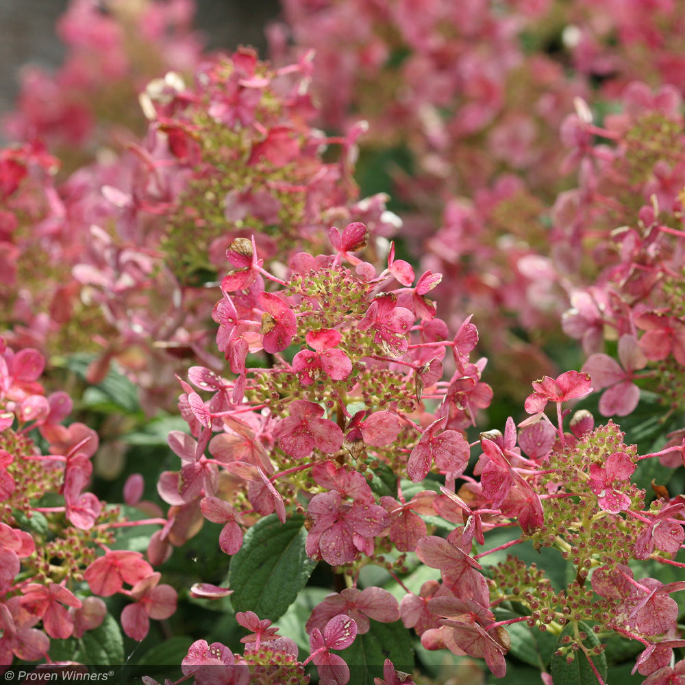 Hydrangea, Little QuickFire #3