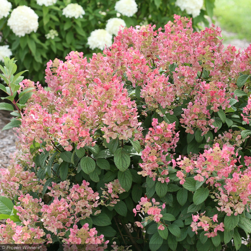 Hydrangea, Little QuickFire #3