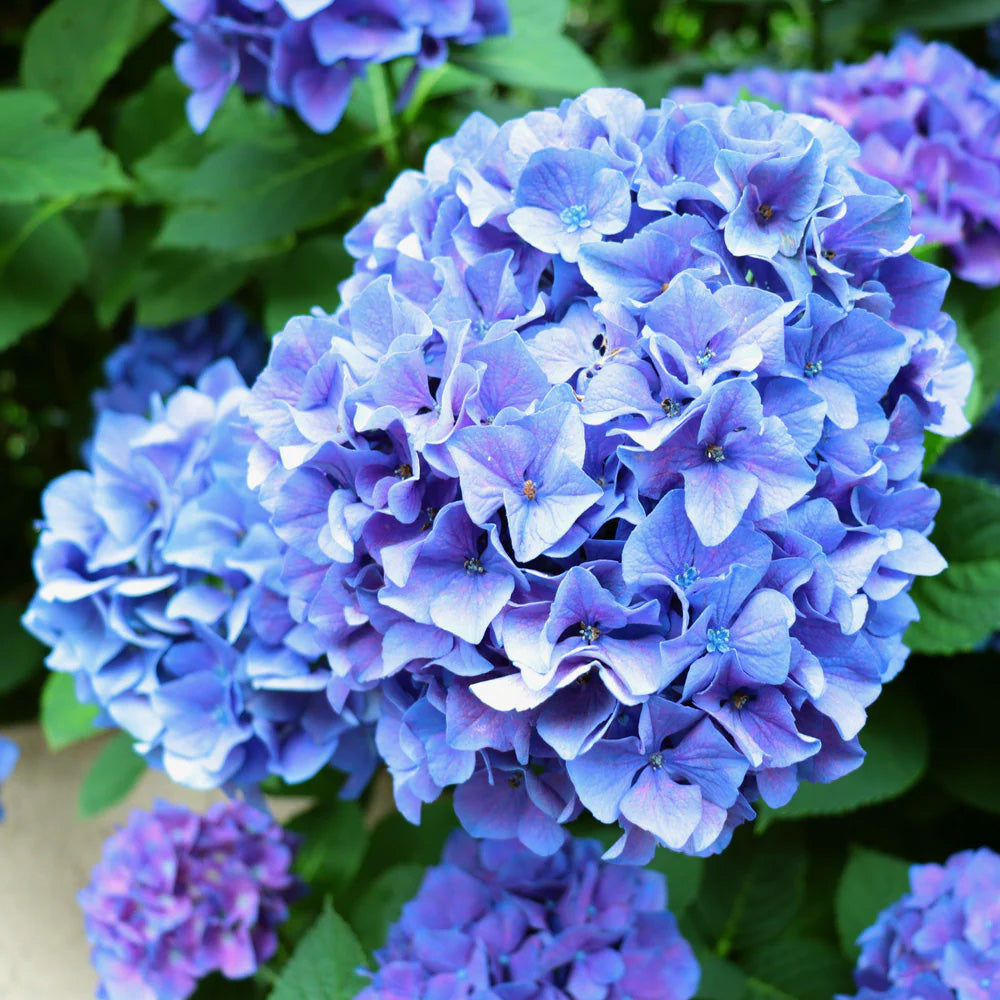 Hydrangea, Nantucket Blue #3