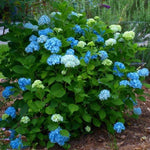 Load image into Gallery viewer, Hydrangea, Nikko Blue #7