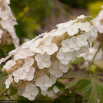 Load image into Gallery viewer, Hydrangea, Oakleaf Gatsby Gal #3