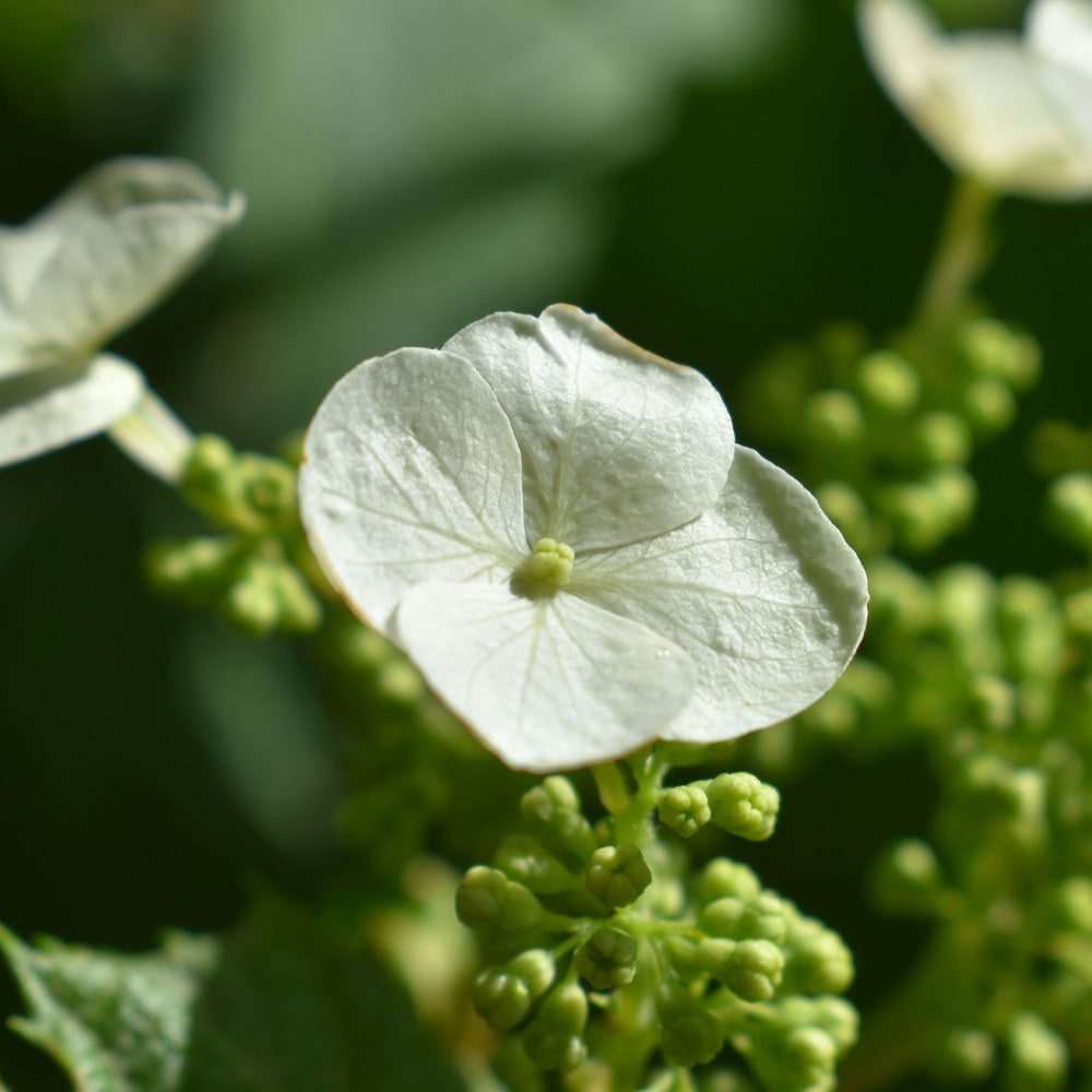 Hydrangea, Oakleaf Pee Wee #3