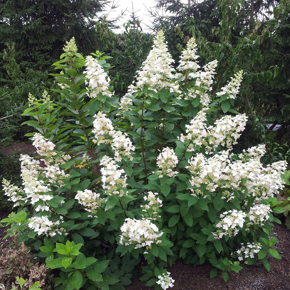 Hydrangea, Oakleaf Pee Wee #3