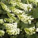 Load image into Gallery viewer, Hydrangea, Oakleaf Snow Queen #5