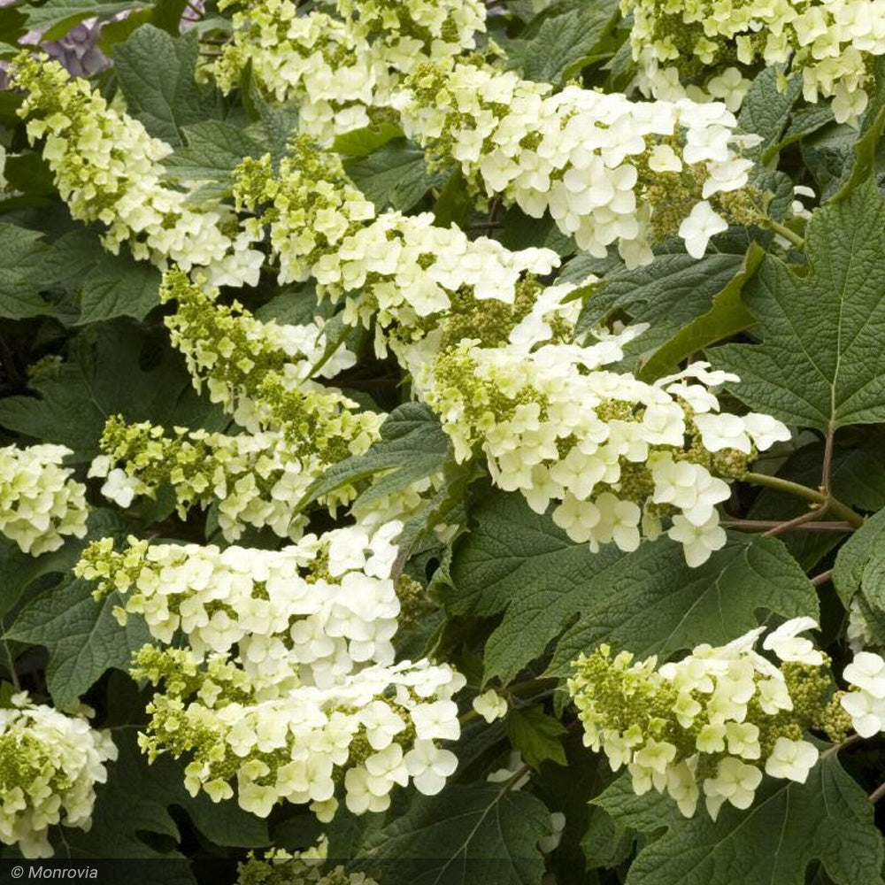 Hydrangea, Oakleaf Snow Queen #5